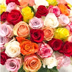 100 Multicolored Roses