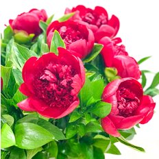 Bouquet Peonia Burgundy