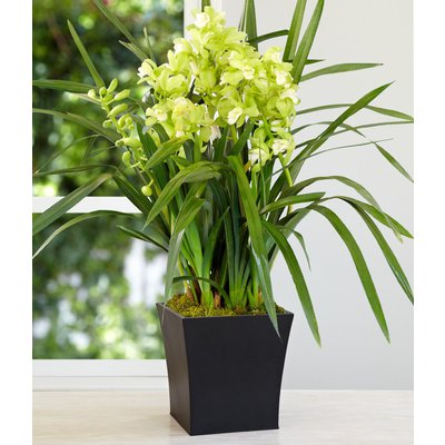 Cymbidium Orchid White Green
