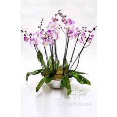 Luxury Light  Pink Orchidee