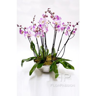 Luxury Light  Pink Orchidee