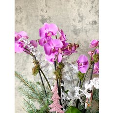 Orchidea Natalizia Fucsia