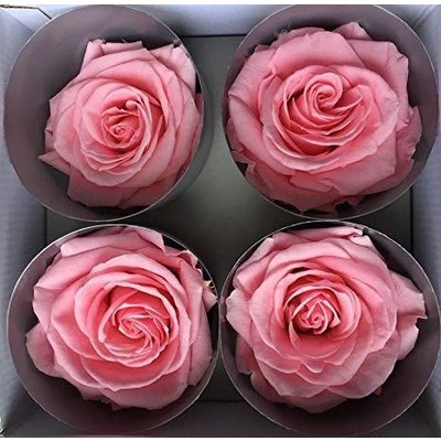Pastel Pink Preserved Premium Roses, 4pcs