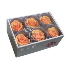 Peach Preserved Roses, 6pcs