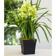 Pianta di Orchidea Cymbidium
