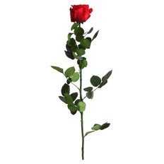 Preserved Rose, Red