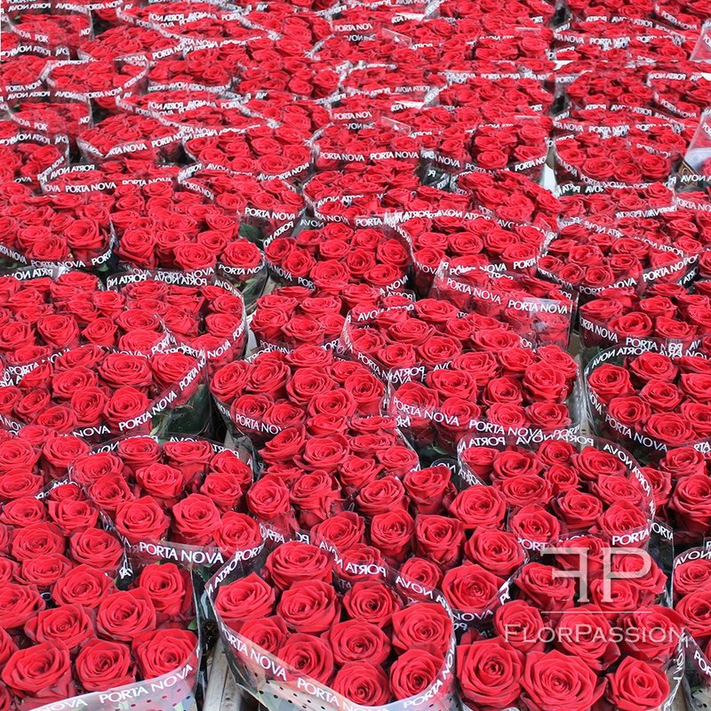 Red Naomi Roses | Valentine's Day | Same Day Flowers Milan Monza