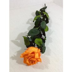 Rosa Amorosa Stabilizzata Arancio