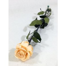 Rosa Amorosa Stabilizzata Pesca